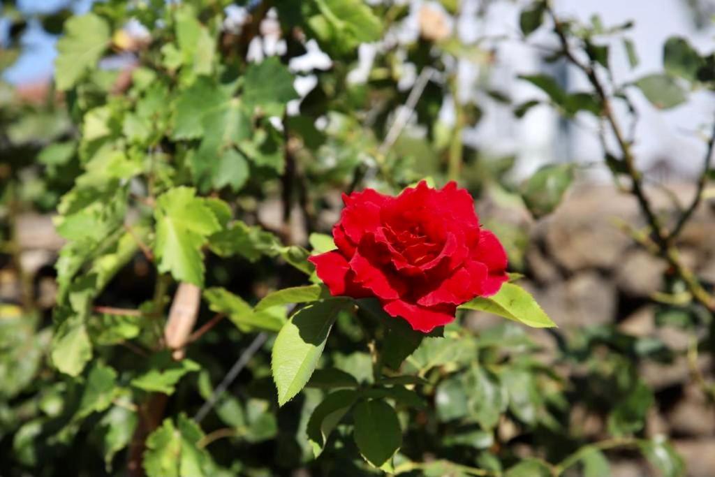 فيلا Casita La Rosa إل باسو المظهر الخارجي الصورة